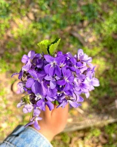 Fresh purple Bansafa flowers gathered in the hills