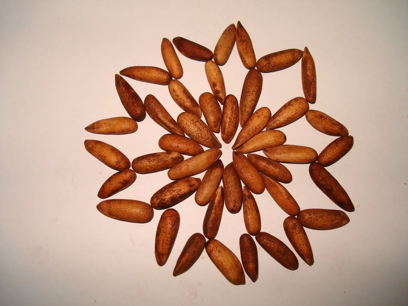 Brown in-shell chilgoza pine nuts