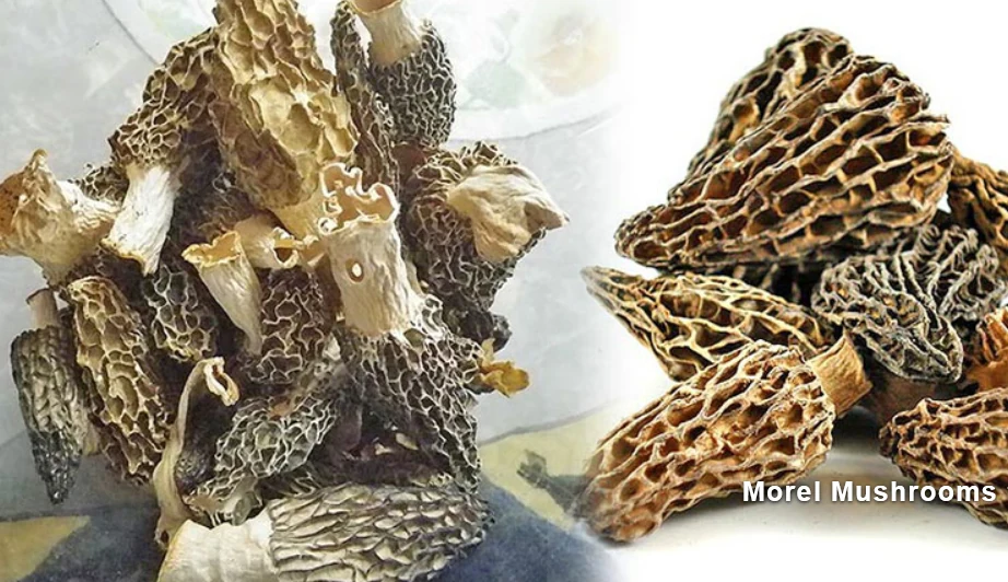 Assorted dried morel mushrooms showing honeycomb caps