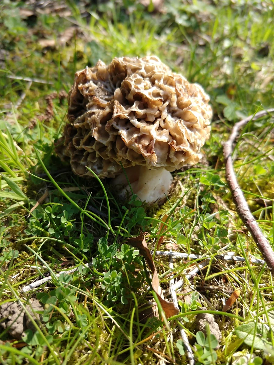 A honeycombed morel mushroom growing in the wild