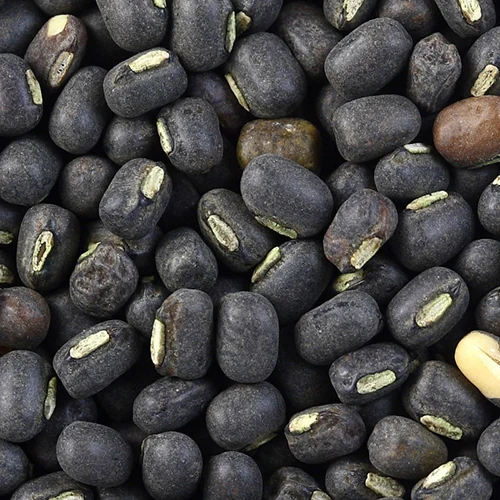 Whole black urad beans known as Pahari Maha Daal