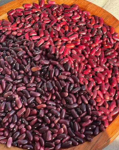 Short and long red Pahari Rajmah varieties