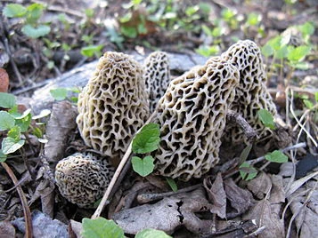A cluster of pale morel mushrooms growing on a forest floor